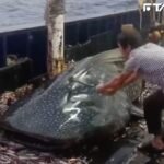 中國漁船「拿鐵鎚狂砸鯨鯊」！　動保人士氣炸報警抓人
