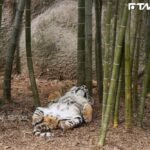 動物園虎寶睡成「飽昏虎斑貓」!四腳朝天肚肚0遮擋 網笑:超欠摸