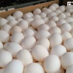 中秋節後雞蛋又再漲? 蛋商:沒有這件事