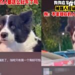 被熱情女調戲　邊牧「社恐發作」尷尬拒對視：哪裡来的神經病